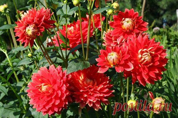 Что делать с георгинами осенью? Если у вас растут георгины, вызнаете, как они хороши в период цветения, в конце лета — начале осени. Но как только столбик термометра опустится чуть ниже нуля, роскошные кусты моментально […]