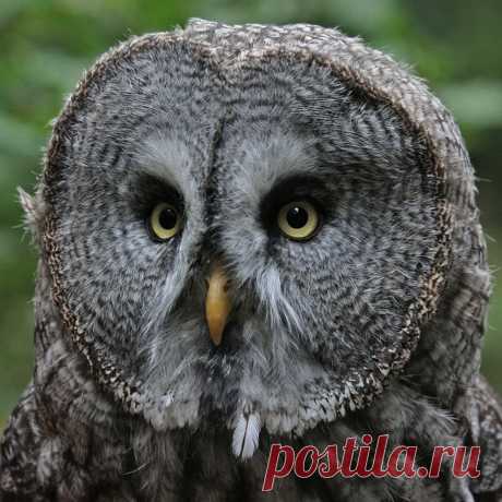 Сова
