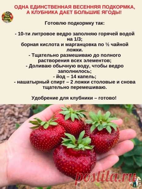 Галина Антропова