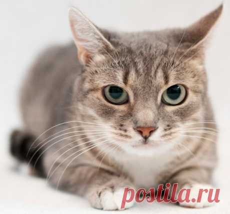 Котенок очень хочет домой! Москва. тел 8(9О3)613-14-89  – Мы против жестокого обращения с ЖИВОТНЫМИ!!!, пользователь Наталья Г | Группы Мой Мир