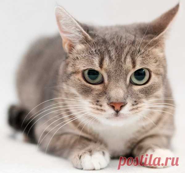 Котенок очень хочет домой! Москва. тел 8(9О3)613-14-89  – Мы против жестокого обращения с ЖИВОТНЫМИ!!!, пользователь Наталья Г | Группы Мой Мир