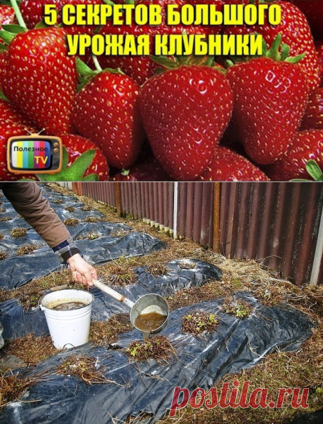 (1) Одноклассники