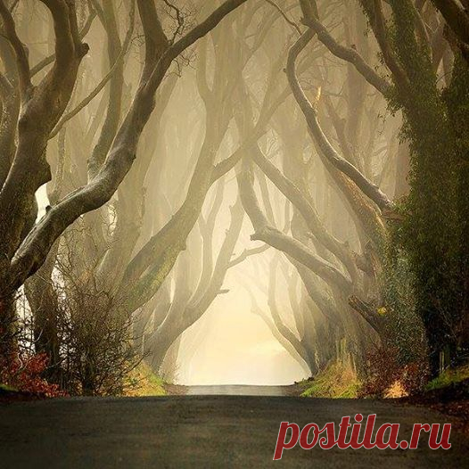(104) Капелька истинной красоты