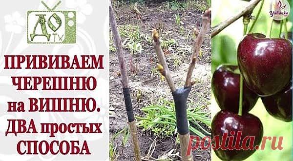 (63) Одноклассники