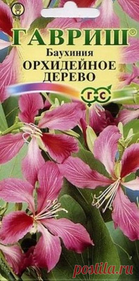 Баухиния "Орхидейное дерево"