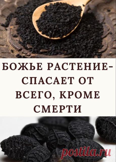 Невзирая на активное развитие технологий и медикаментозных средств, многие люди до сих пор предпочитают обращаться к рецептам народной медицины и лекарственным травам, которые давно себя зарекомендовали. К числу таких растений относится и полынь, которая всесторонне используется в медицинских, косметологических и кулинарных целях. Согласно мировой классификации, существует более 400 видов этой травы. Каждый из них отличается химическим составом, внешним видом и областью применения,
