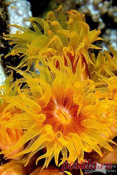 Spotted Boxfish Hides In a Red Sea Fan | Under