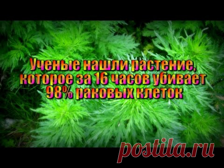 Полынь убивает рак. Видео