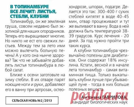 В топинамбуре все лечит: листья, стебли, клубни