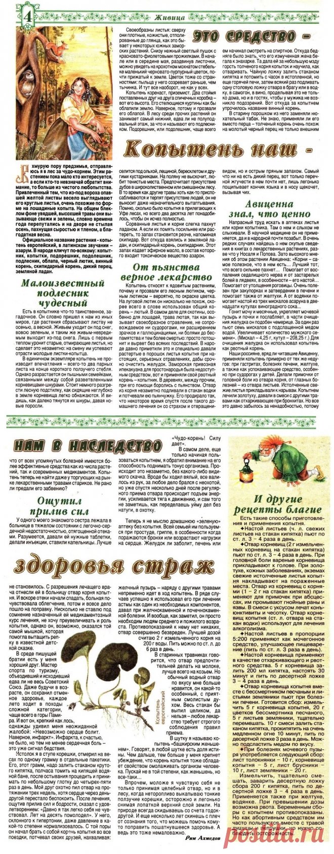 Копытень - страж здоровья