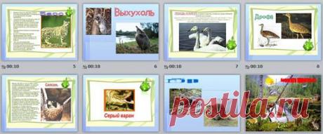 Животные Красной книги Казахстана | Начальные классы