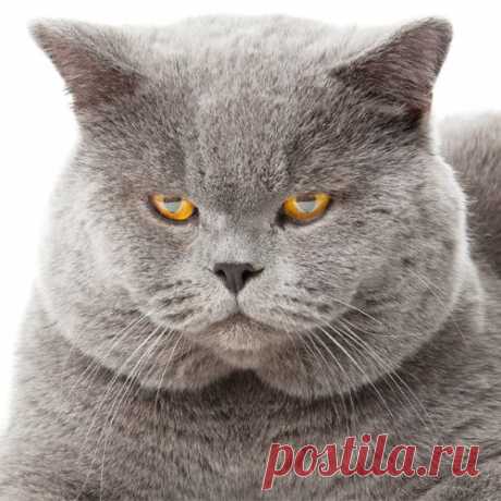 Какой вы кот?