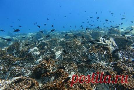 Найден дешевый способ исследования океана. Ученые Массачусетского технологического института (MIT) разработали дешевую камеру для исследования океана. Инженеры института разработали подводную камеру, состоящую из обычного сенсора и специального материала, который генерирует энергию, улавливая океаническое течение. Устройство может работать неделями.