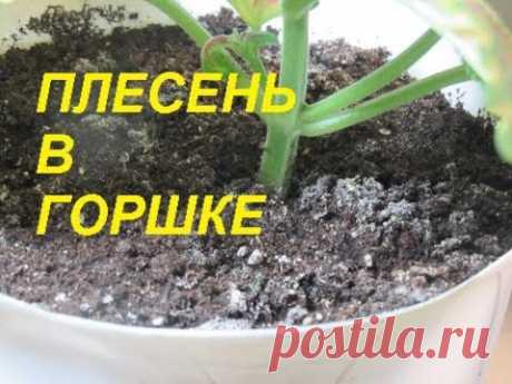 ПЛЕСЕНЬ В ЦВЕТОЧНОМ ГОРШКЕ. САПРОФИТНЫЙ ГРИБОК.
