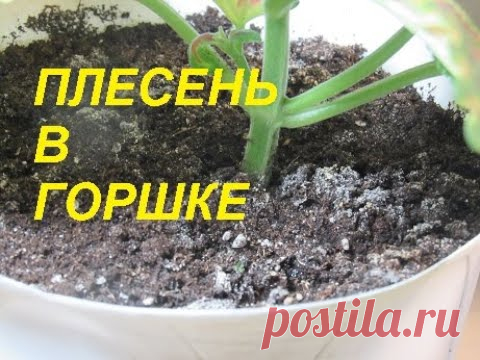 ПЛЕСЕНЬ В ЦВЕТОЧНОМ ГОРШКЕ. САПРОФИТНЫЙ ГРИБОК.