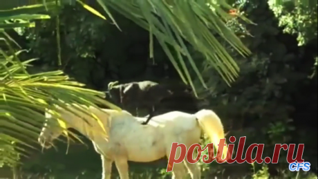 Сад Мирабель самый причудливый и красивый сад Европы