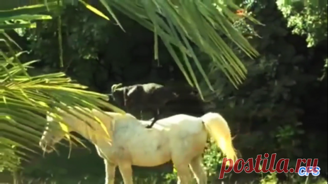 Сад Мирабель самый причудливый и красивый сад Европы