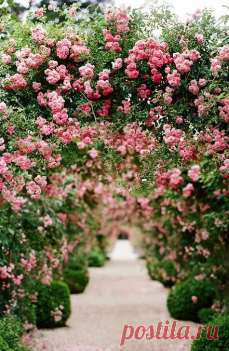 Beautiful cascading rose arbor | Golbis