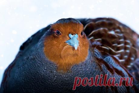 Как выживает куропатка: 6 фактов о зимовке дикой птицы | Приключения натуралиста | Яндекс Дзен