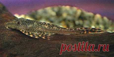 Lasiancistrus_tentaculatus2.jpg (450×224)
Лазианциструс (Lasiancistrus tentaculatus)