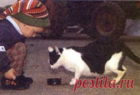 Кормление Кошки