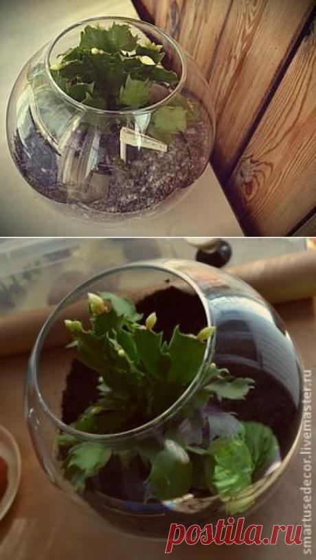 Деловой флорариум в стиле минимализм | Своими руками