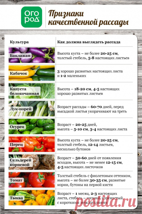 Все, что вы хотели знать о высадке рассады в грунт (в таблицах)