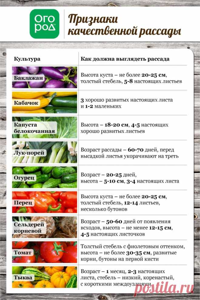 Все, что вы хотели знать о высадке рассады в грунт (в таблицах)