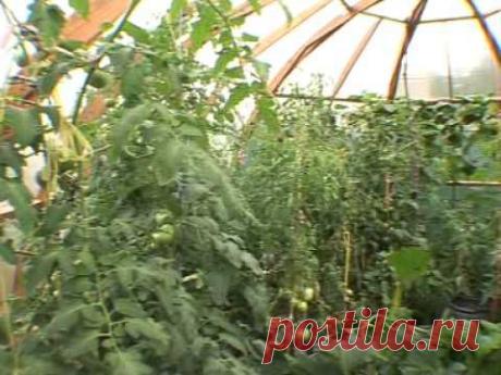 Строительство теплиц 

Добрый день, для выращивания и сохранения ранних овощных культур, любители провести время на своем дачном участке или огороде строят теплицы. Со строительство теплиц решаются задачи не только по сохранению растений в открытом грунте и для раннего сбора урожая. Главное предназначение теплицы выращивание закаленной рассады и получения урожая зелени и овощей в зимнее время и ранней весной.