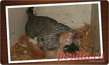 (74) Одноклассники