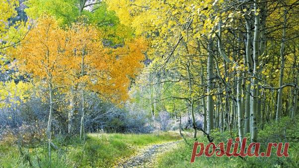 Wallpaper Track, Trees, Wood, Autumn, Turn, Leaves HD, Picture, Image  |  wallpaperscraft.com