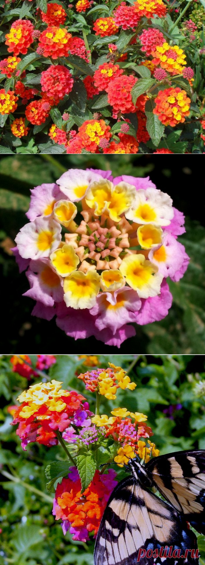 Удивительная лантана