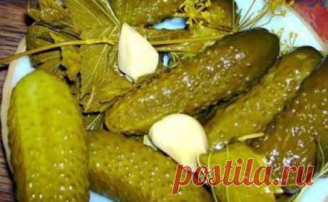 Вкуснейшие хрустящие огурцы – такой рецепт вижу впервые, но уже попробовала - Полезные советы