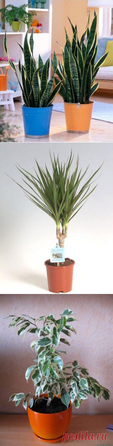 Самые неприхотливые комнатные растения - Мой дом