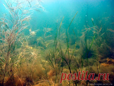Underwater landscapes - Таманский залив 2007
