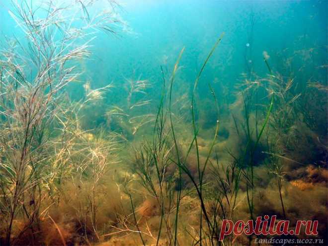 Underwater landscapes - Таманский залив 2007