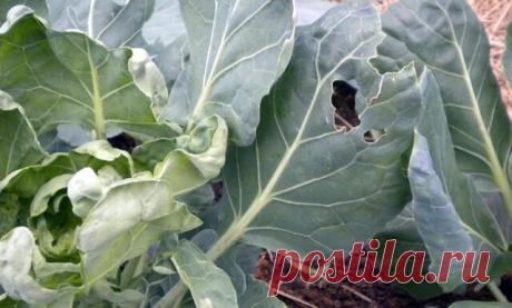 Organic Garden Pest Control &amp; Prevention | Wellness Mama