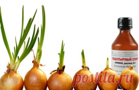 Нашатырный спирт для лука и чеснока: как разводить для подкормки, от вредителей и болезней Нашатырный спирт используют как азотную подкормку для лука и чеснока, а также для борьбы с опасными вредителями. Чтобы средство не навредило растениям нужно четко следовать правилам применения, не превышать рекомендованные дозировки.