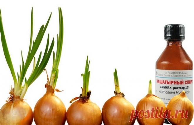 Нашатырный спирт для лука и чеснока: как разводить для подкормки, от вредителей и болезней Нашатырный спирт используют как азотную подкормку для лука и чеснока, а также для борьбы с опасными вредителями. Чтобы средство не навредило растениям нужно четко следовать правилам применения, не превышать рекомендованные дозировки.