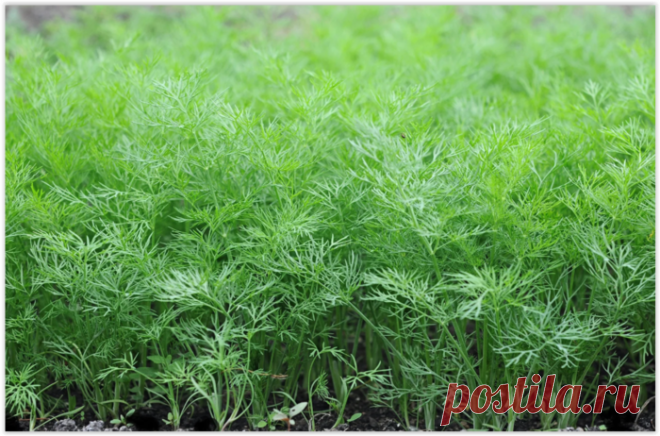 Как вырастить сочный и пушистый укроп своими руками, такой же, как у бабушек на рынке!