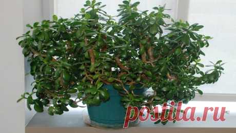 Каждое растение приносит пользу, порой мы об этом даже не догадываемся.