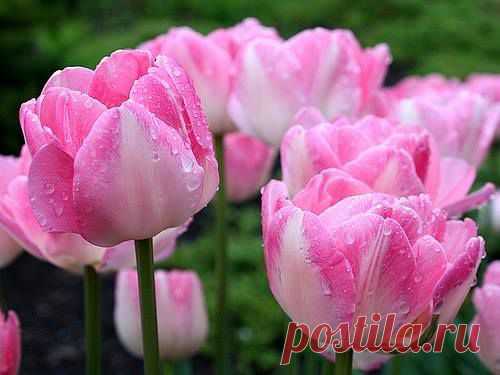 (2) Facebook
