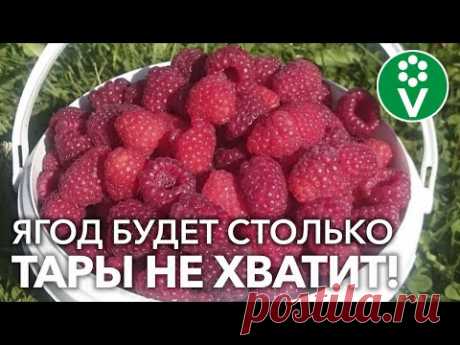 МАЛИНА: УХОД НА ВЕСЬ ГОД! Календарь-подсказка для вашего удобства