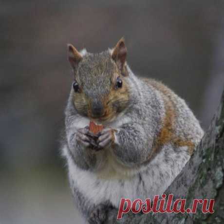 Бросайте всё и скорее смотрите на этих смешных толстых белок