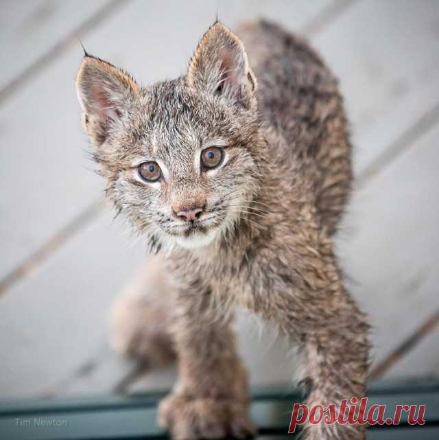К жителю Аляски «пришел в гости» целый выводок рысей
