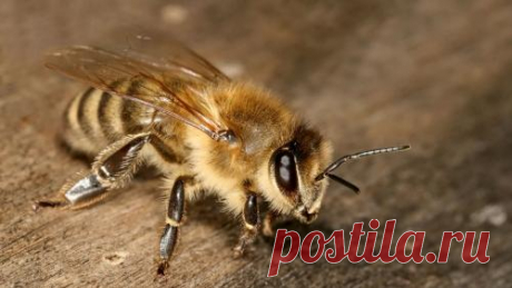 Если укусила оса. Первая помощь при укусе осы, пчелы, шмеля или шершня