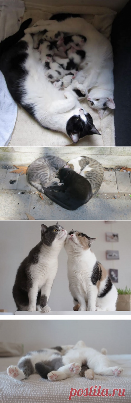 20 наимилейших фотографий, на которых запечатлены влюблённые коты