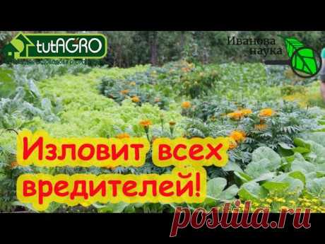 ЭТО РАСТЕНИЕ ПЕРЕЛОВИТ ВСЕХ ВРЕДИТЕЛЕЙ В САДУ и ОГОРОДЕ! Тли, клопы и арлекины исчезнут.