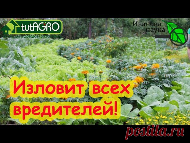 ЭТО РАСТЕНИЕ ПЕРЕЛОВИТ ВСЕХ ВРЕДИТЕЛЕЙ В САДУ и ОГОРОДЕ! Тли, клопы и арлекины исчезнут.