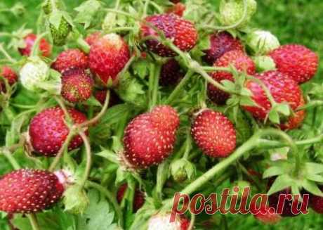 Земклуника: описание сортов, характеристики земляничной клубники Что такое земклуника, описание популярных сортов, краткие характеристики земляничной клубники. Сорта земклуники Крошка, Купчиха, Дар, Раиса, Диана, Цукат мускатный и другие.